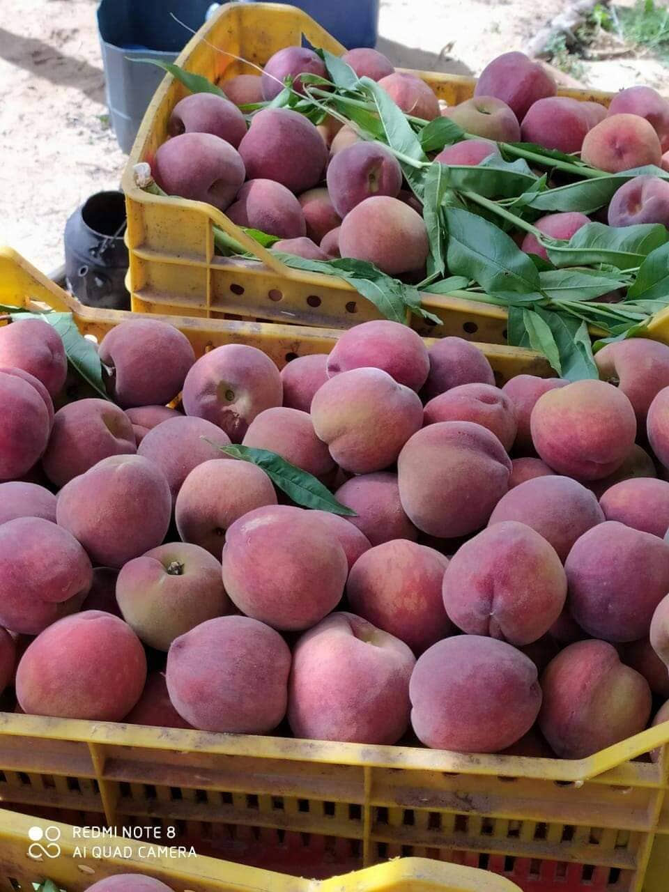 Aton Green Egypt Fresh Fruits & Vegetables